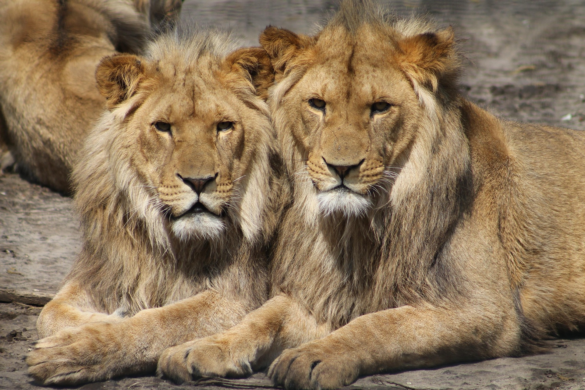3 Days 2Nights Man Eaters Safari