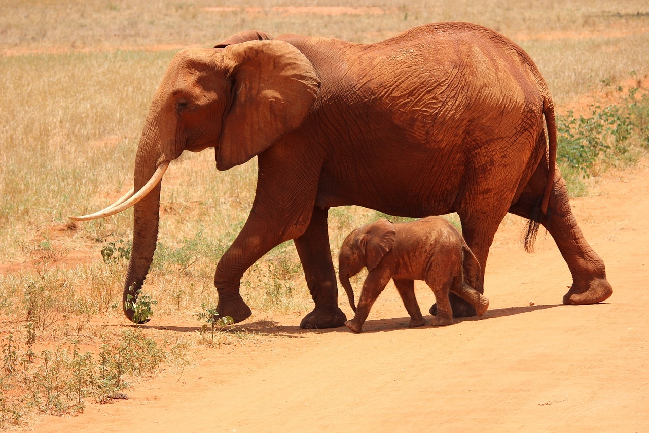 03 Days Tsavo Odyssey Safari