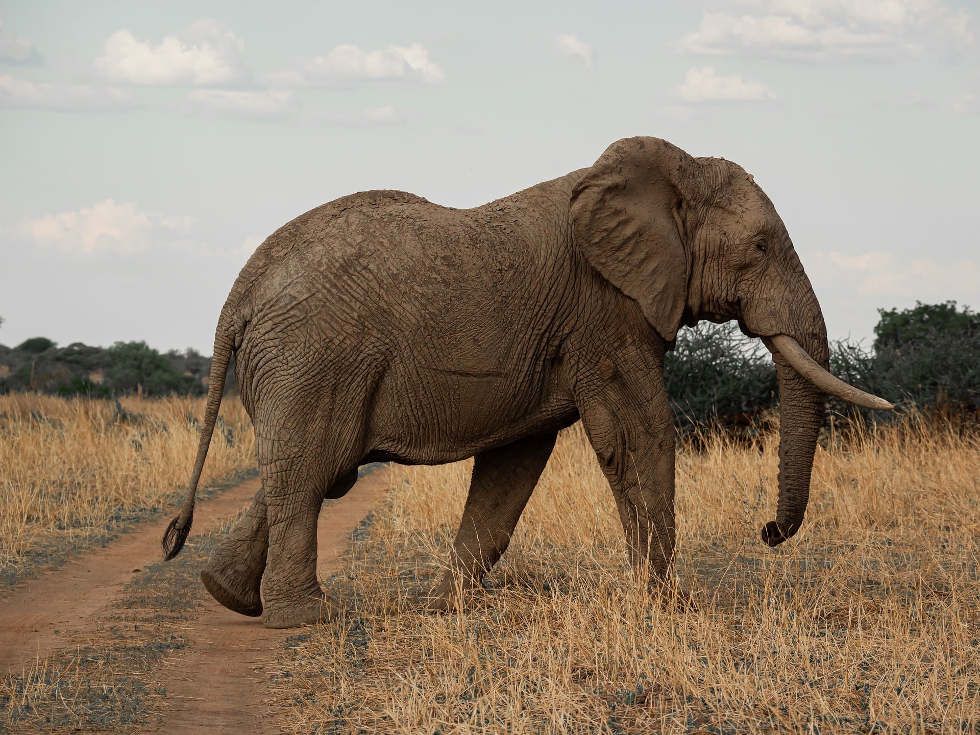 3 Days 2 Nifgts Ngutuni & Tsavo East Wildlife Expedition