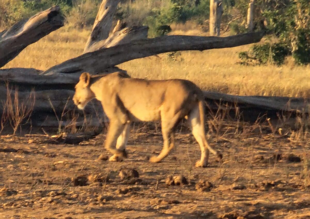 3 Days 2Nights Man Eaters Safari
