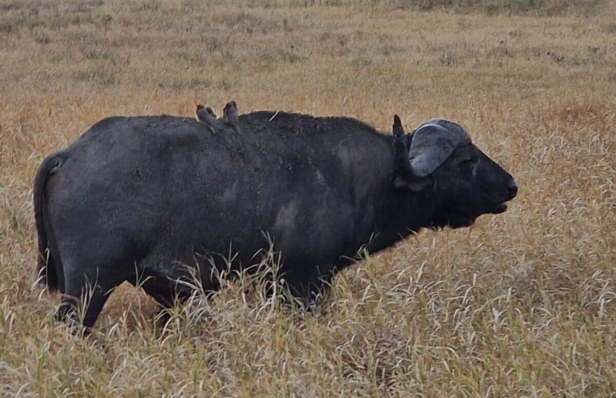 3 Days Taita & Tsavo Expedition