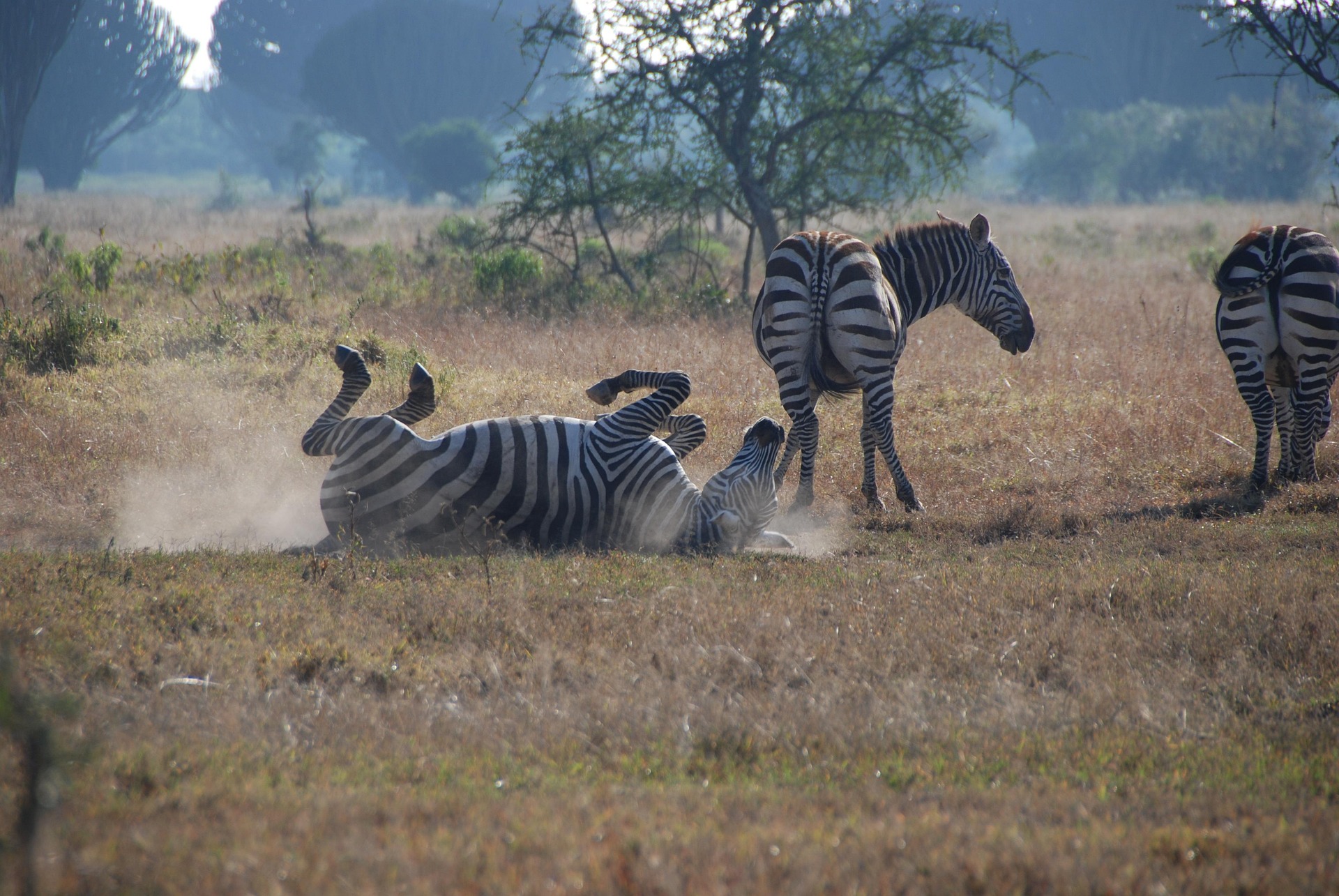 3 Days Tsavo East Safari