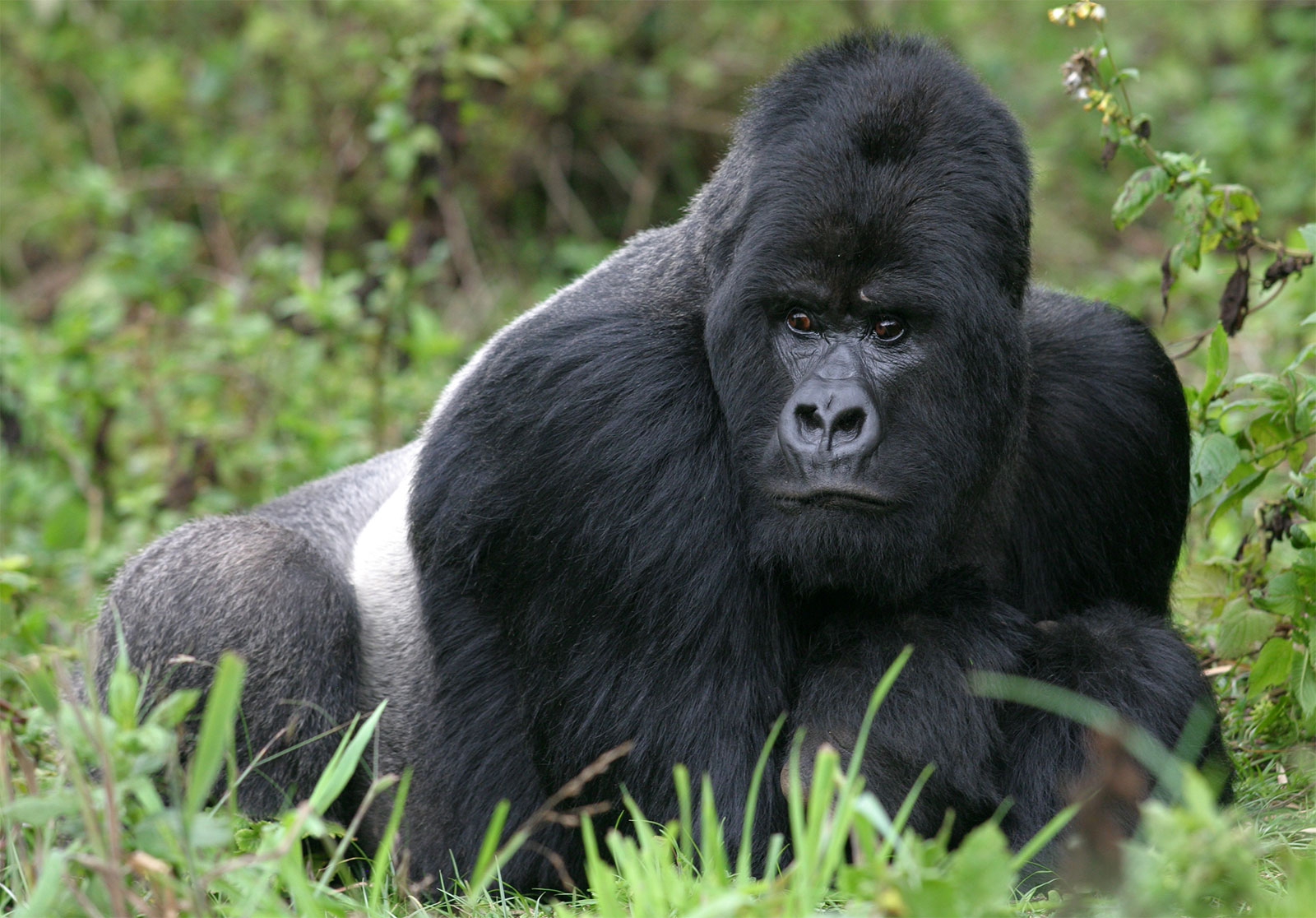 Rwanda Destination
