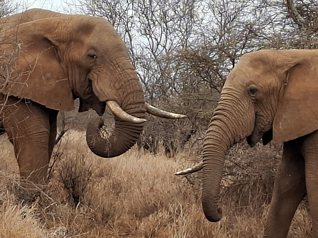 3 Days 2 Nifgts Ngutuni & Tsavo East Wildlife Expedition