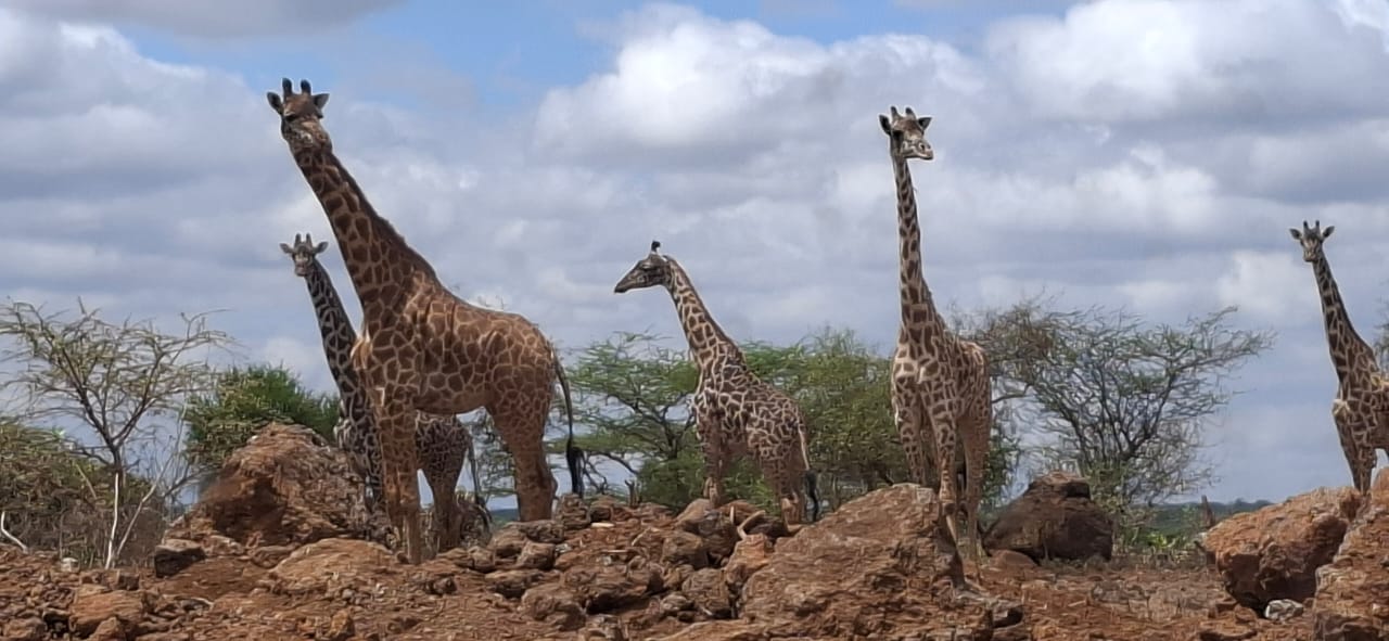 Maka Safaris Expedition